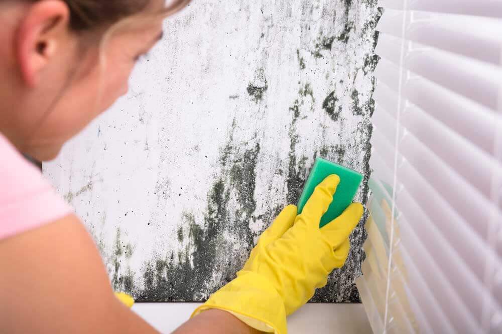 mold-remediation